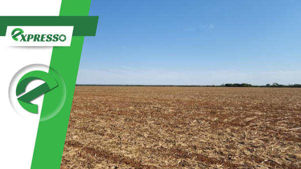 Sem cultivo por 90 dias: vazio sanitário começa em MT para prevenir praga que pode dizimar lavouras