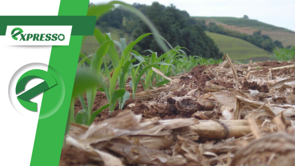 Agricultores são multados durante vazio sanitário e mais de 20 focos de ferrugem asiática são detectados na soja em MT