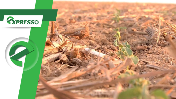 Clima irregular e custos elevados travam o ritmo da soja em Mato Grosso