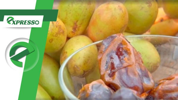 Planta que demora até 100 anos para dar frutos no Oriente Médio é colhida em apenas 4 anos por produtores de MT