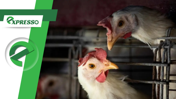 Suspeita de gripe aviária em Nova Brasilândia mobiliza autoridades agropecuárias em Mato Grosso